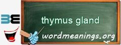 WordMeaning blackboard for thymus gland